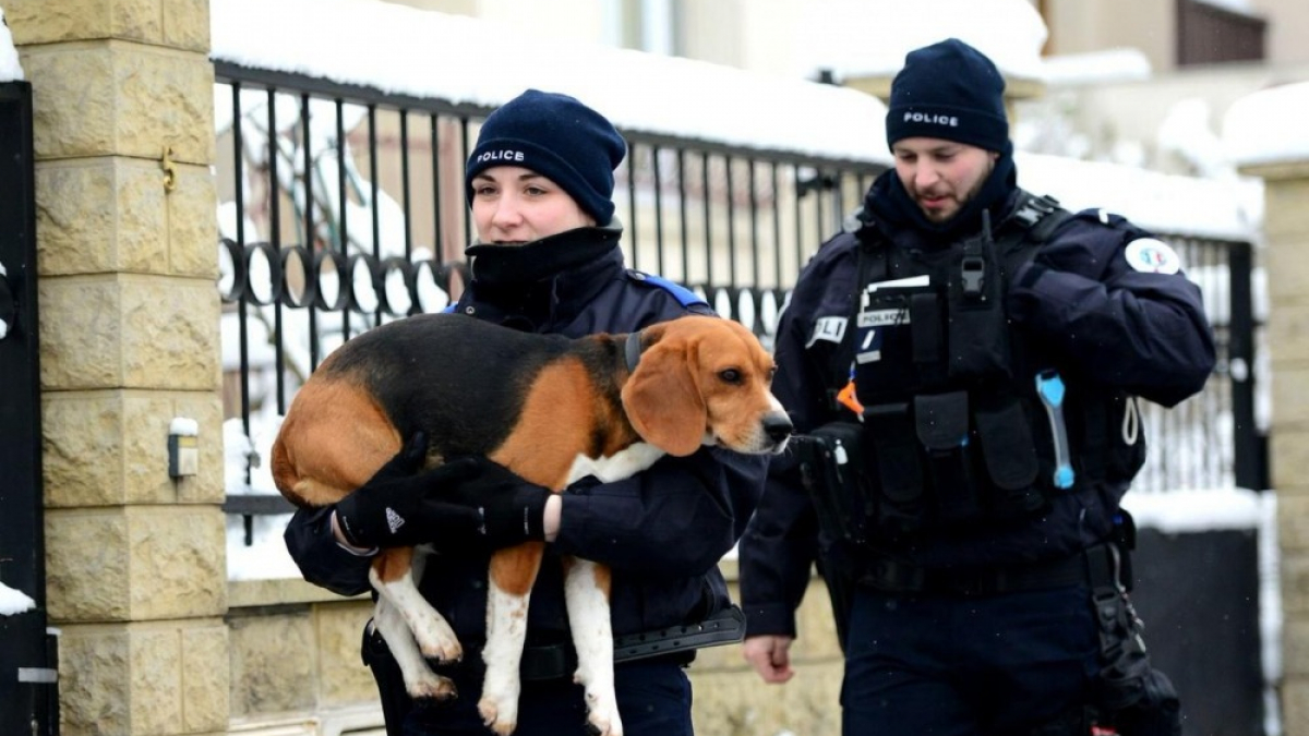 Illustration : "Viroflay (78) : Un chien bloqué dans le froid et la neige restitué à son propriétaire grâce aux policiers"