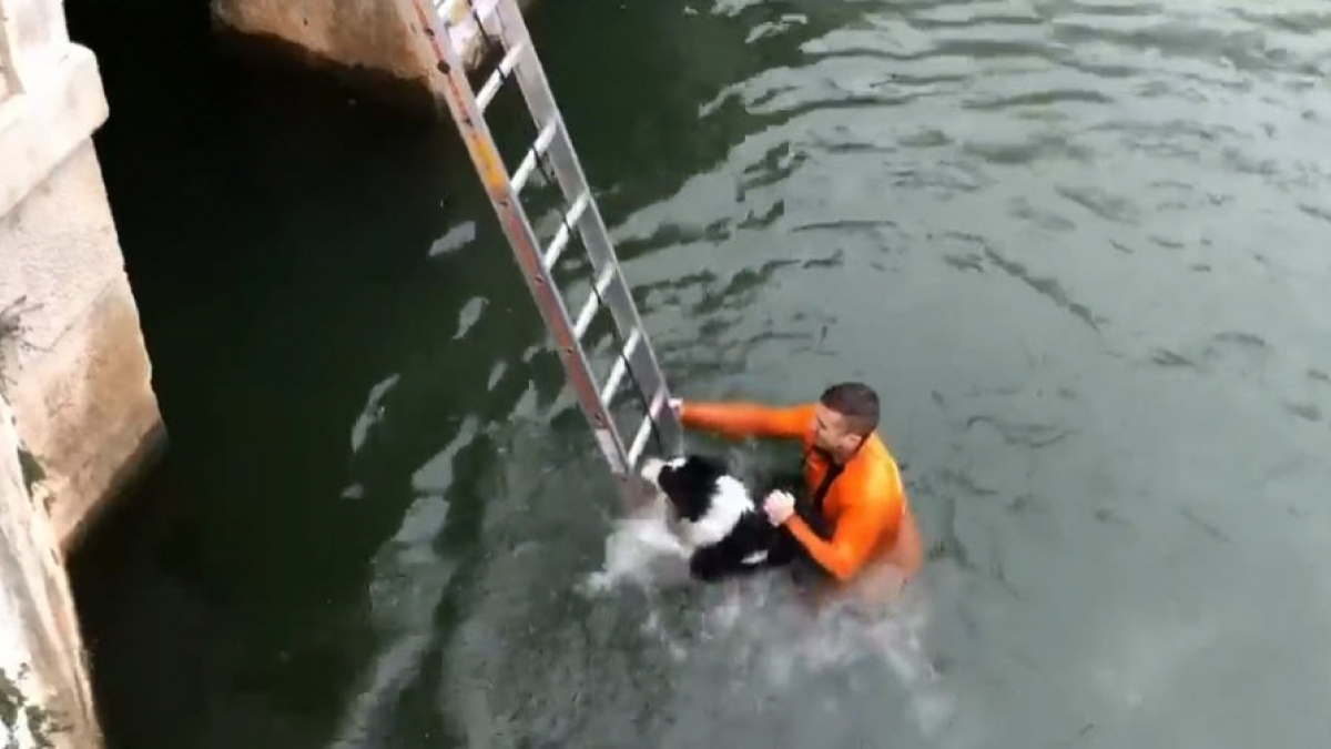 Illustration : "Un chien tombé dans un bassin, secouru par les pompiers"