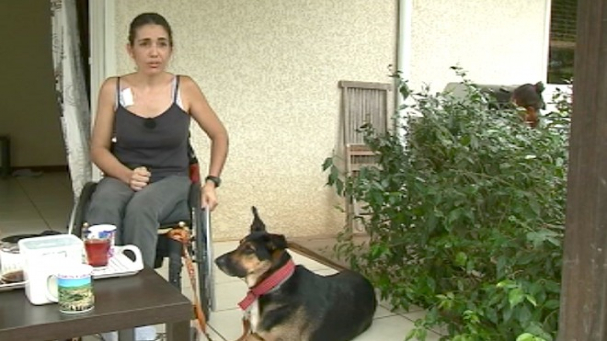 Illustration : "Une femme en fauteuil roulant et son chien d’assistance refoulés et violentés dans un supermarché"