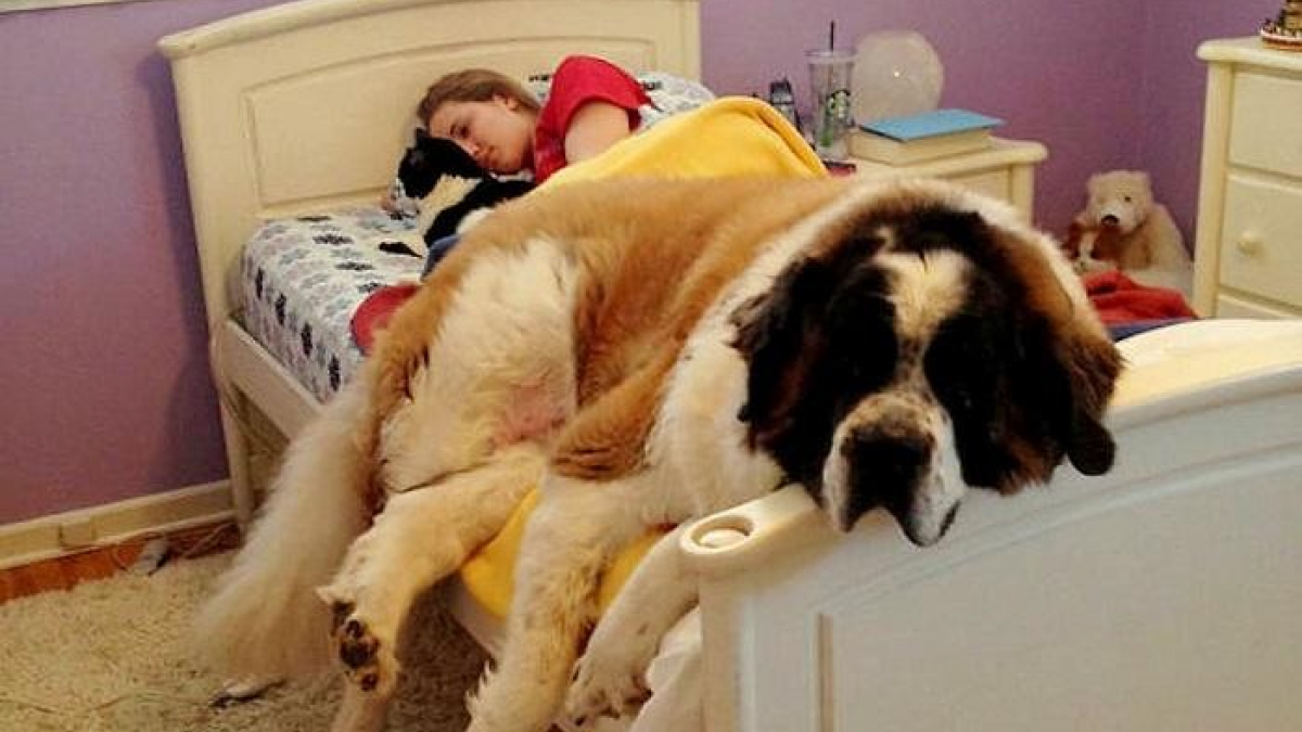 Illustration : "7 preuves qu'il est bénéfique de dormir avec son chien "
