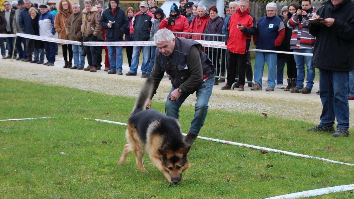 Illustration : "Gost, un Berger Allemand, sacré meilleur chien truffier de France"