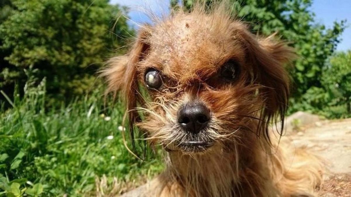 Illustration : "La métamorphose de Frodo, ce chien atteint de la gale"