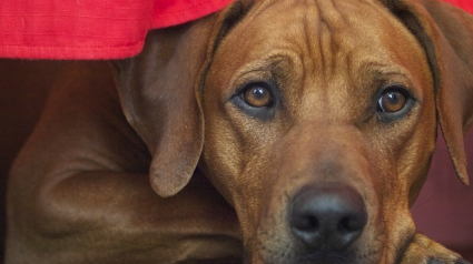 Illustration : 10 races de chiens qui aiment plaire à leurs propriétaires