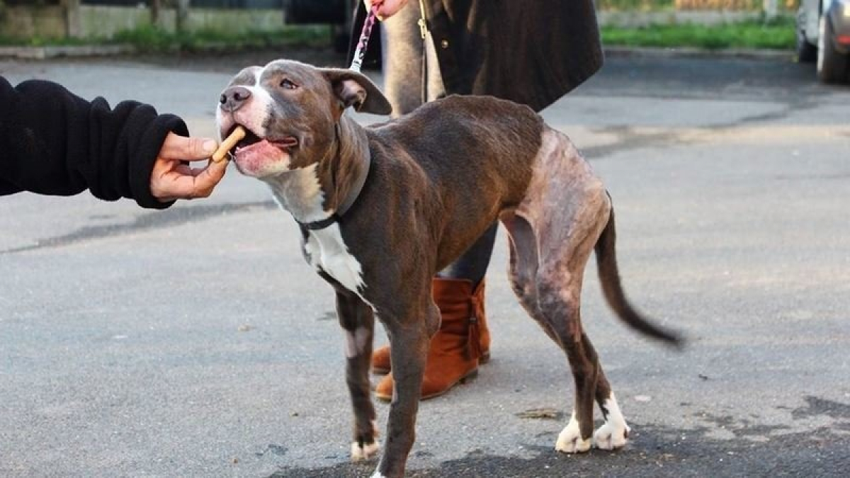 Illustration : "Une pétition en ligne créée pour que le propriétaire d’un chien maltraité soit jugé"