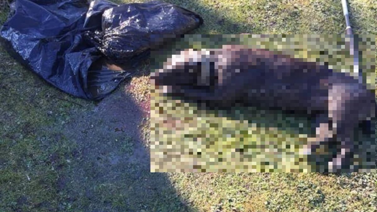 Illustration : "Le cadavre d’un chien repêché dans un étang à Clichy-sous-Bois"