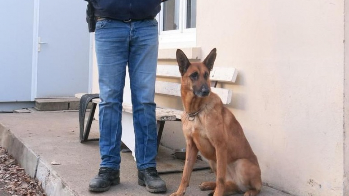 Illustration : "Après 6 ans de service, retraite pour Carla, chienne de la police spécialisée dans la recherche de drogue"