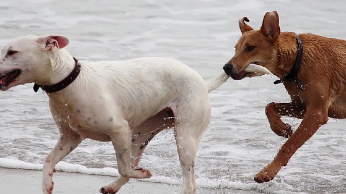 Illustration : "4 informations à connaître sur la queue du chien"