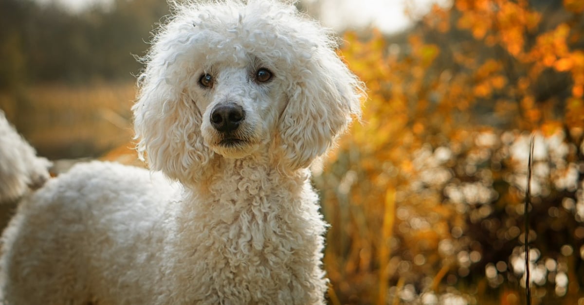 10 Races De Chiens Hypoallergeniques