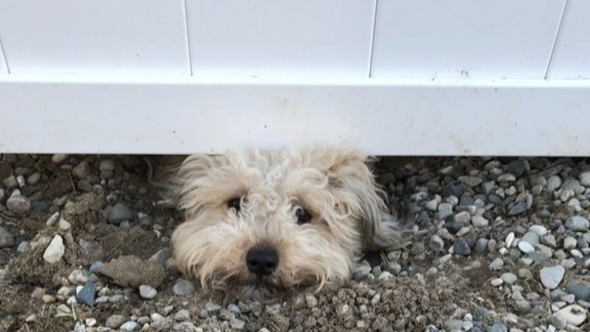 Illustration : "Prêts à tout pour se voir, ces chiens voisins, creusent un trou sous la clôture qui les sépare "