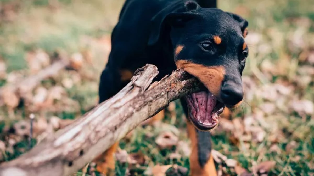 Illustration : "10 races de chiens considérées comme les plus enclines à l'apprentissage"