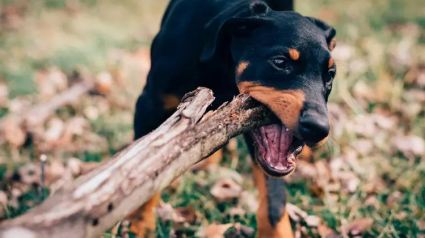 Illustration : 10 races de chiens considérées comme les plus enclines à l'apprentissage