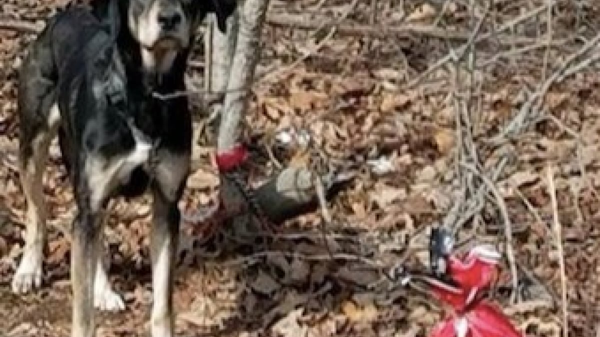 Illustration : "Abandonné et attaché à un arbre, ce chien n'avait, avec lui, qu'une note et un sac de croquettes"