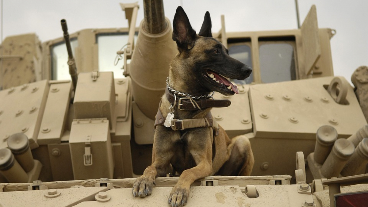 Illustration : "Un rapport du Pentagone dénonce les mauvais traitements réservés à des chiens de l’armée américaine"