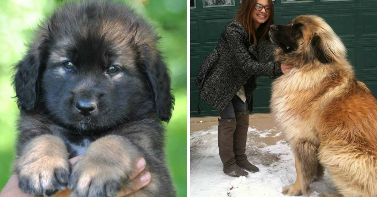 15 Races De Chiots Qui Deviennent De Véritables Molosses