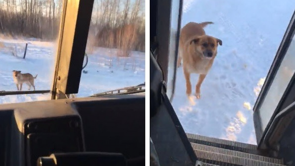 Illustration : " Tous les matins, cette conductrice de bus scolaire s’arrête pour nourrir un chien errant"
