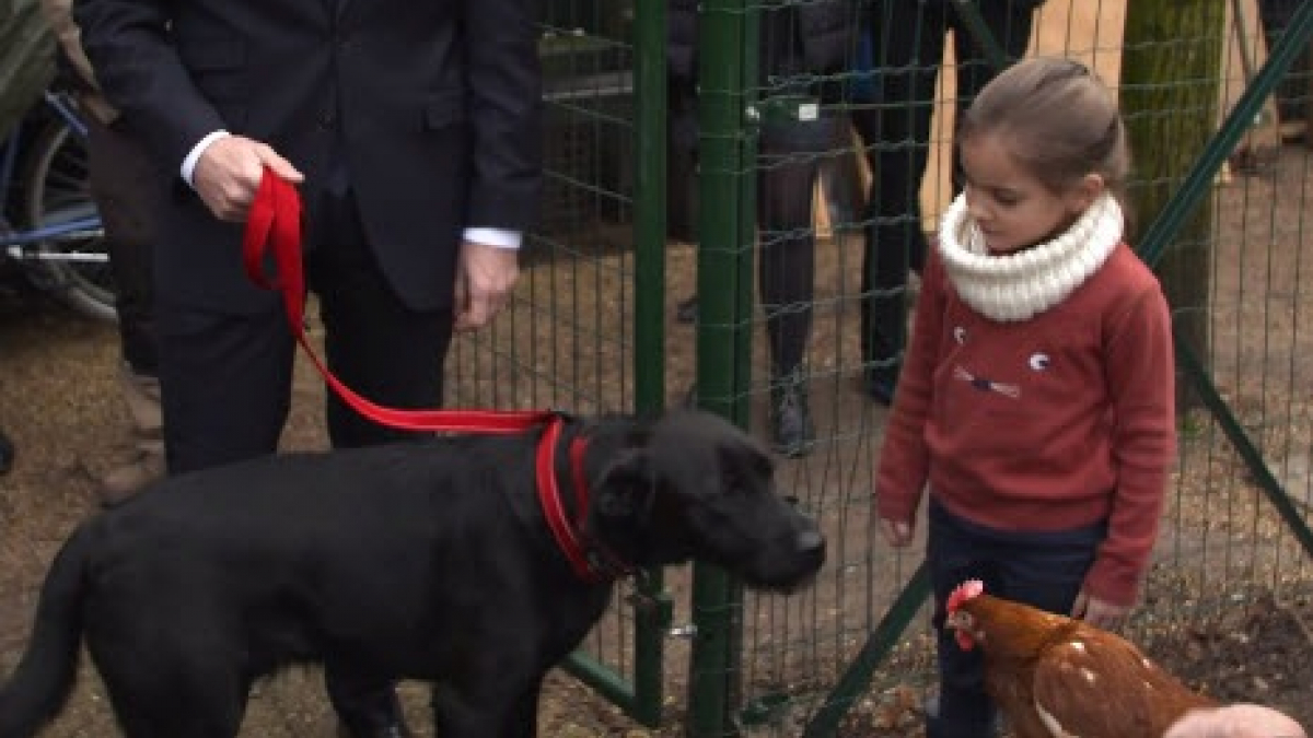 Illustration : "Le chien d'Emmanuel Macron accueille froidement les 2 nouvelles poules de l'Elysée !"