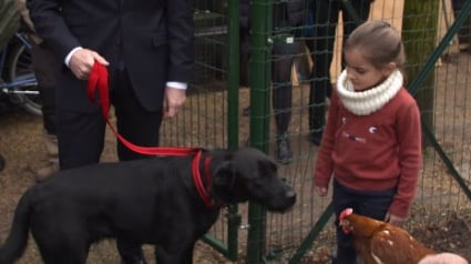 Illustration : Le chien d'Emmanuel Macron accueille froidement les 2 nouvelles poules de l'Elysée !