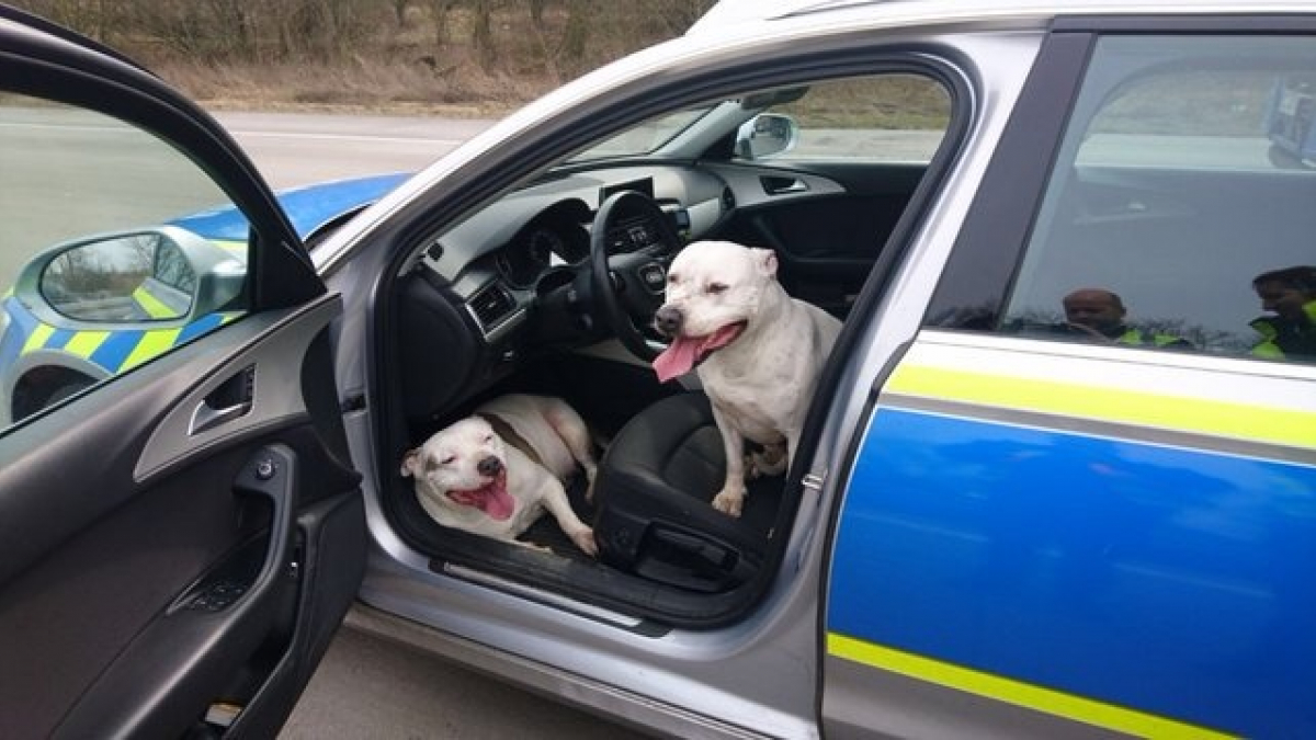Illustration : "2 chiens égarés s'infiltrent dans la voiture des policiers en intervention sur l'autoroute"