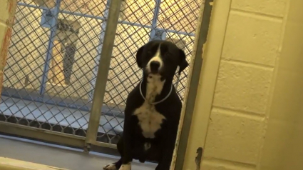 Illustration : (Vidéo) Un chien de refuge condamné à l'euthanasie explose de joie en découvrant sa nouvelle famille