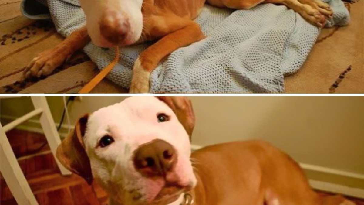 Illustration : "20 photos de chiens avant et après leur adoption "