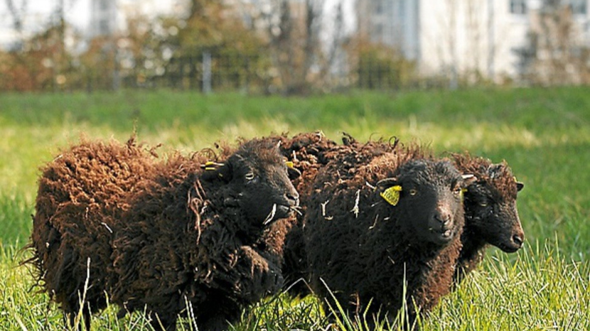 Illustration : "Un troupeau de moutons victime d’une horde de chiens errants "