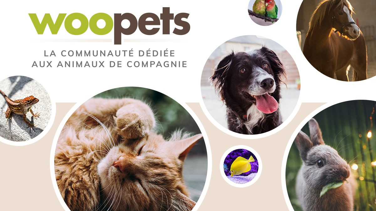 Illustration : "Woopets.fr : Le nouveau site référence sur tous les animaux de compagnie !"