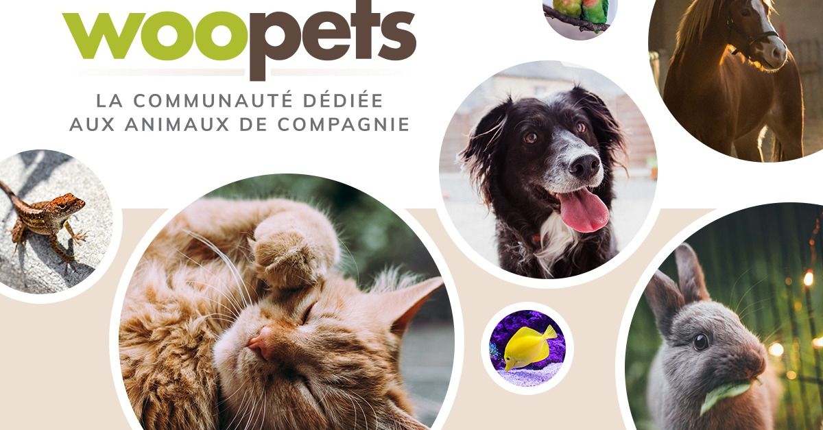 Woopets.fr Le nouveau site référence sur tous les