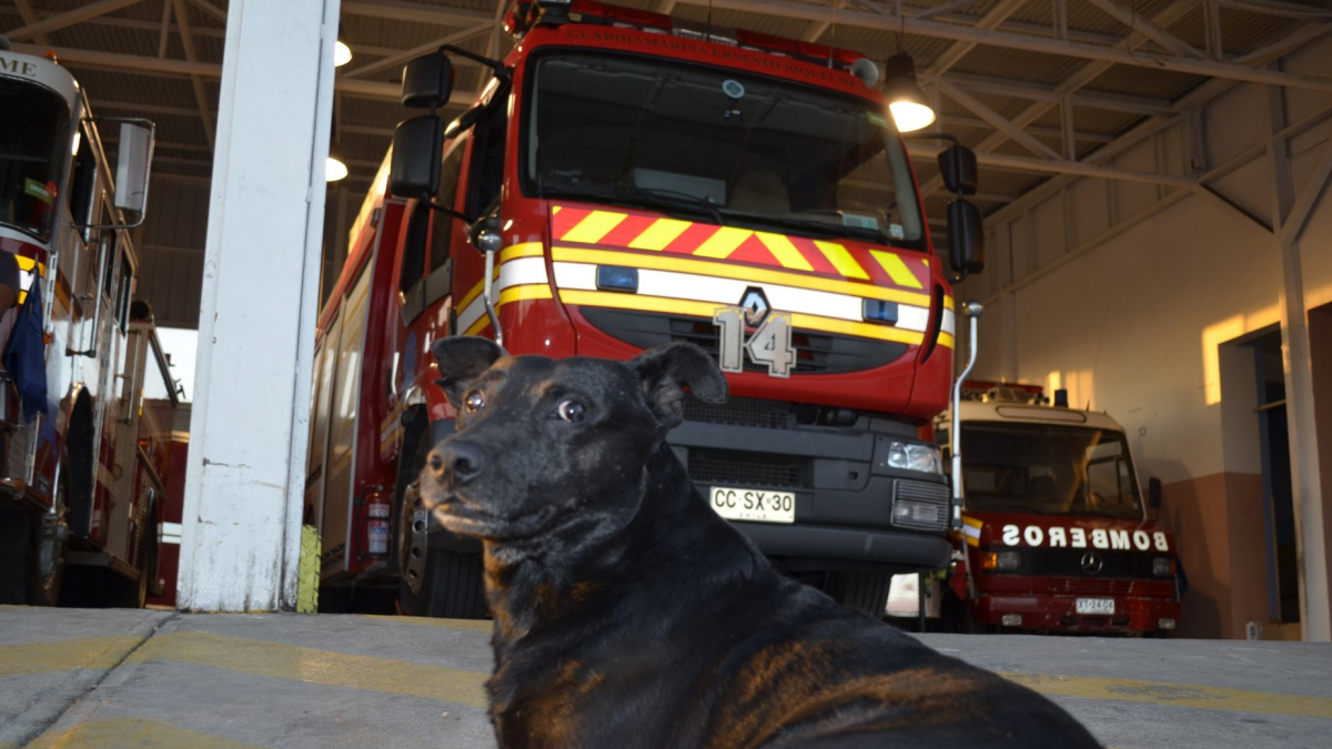 Illustration : "Des pompiers rendent hommage au chien avec lequel ils partageaient leur quotidien à la caserne"