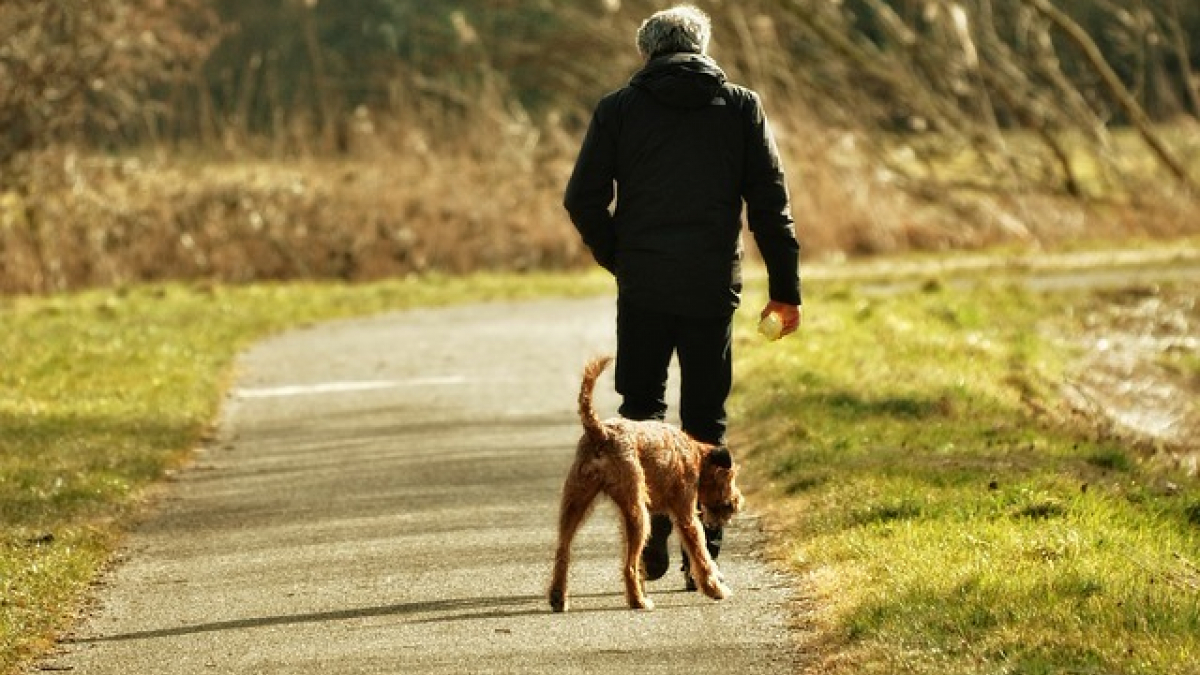 Illustration : "5 conseils pour construire une relation solide avec un chien adopté dans un refuge"