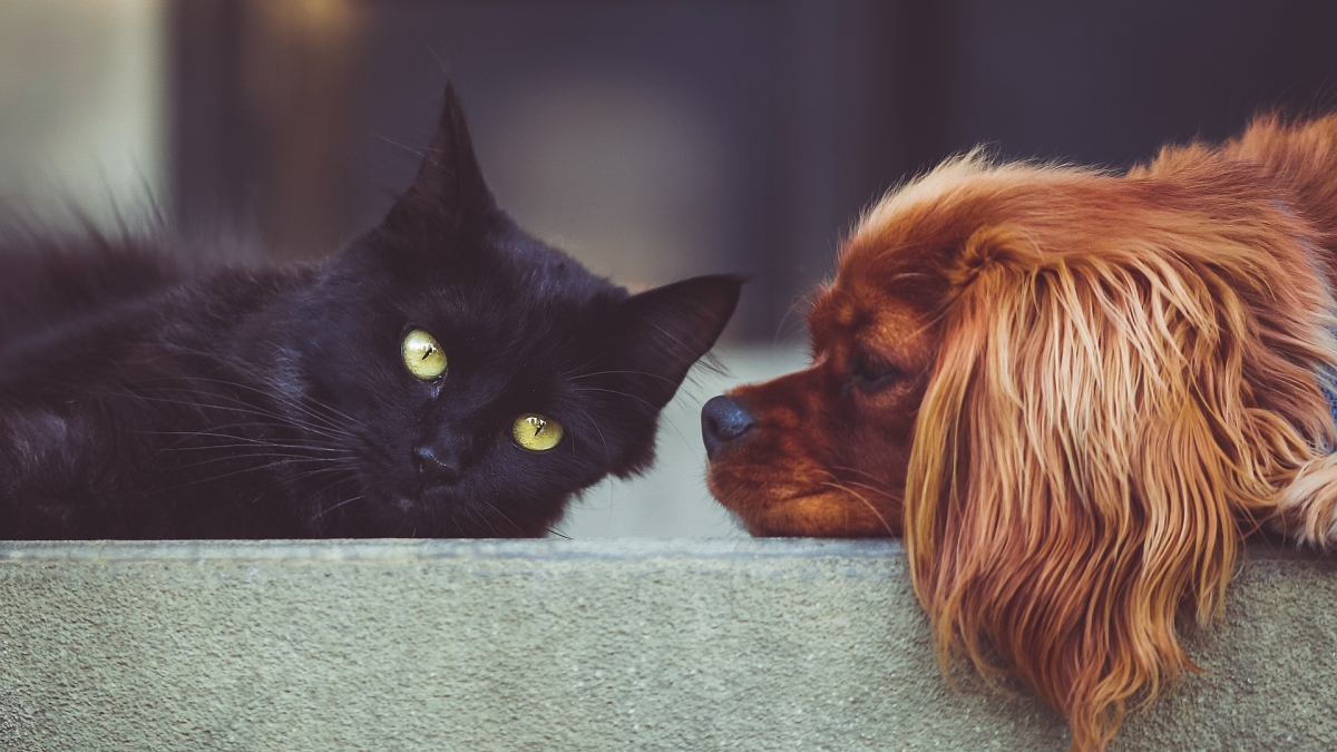 Illustration : "Les 10 différences entre les chats et les chiens en photos"