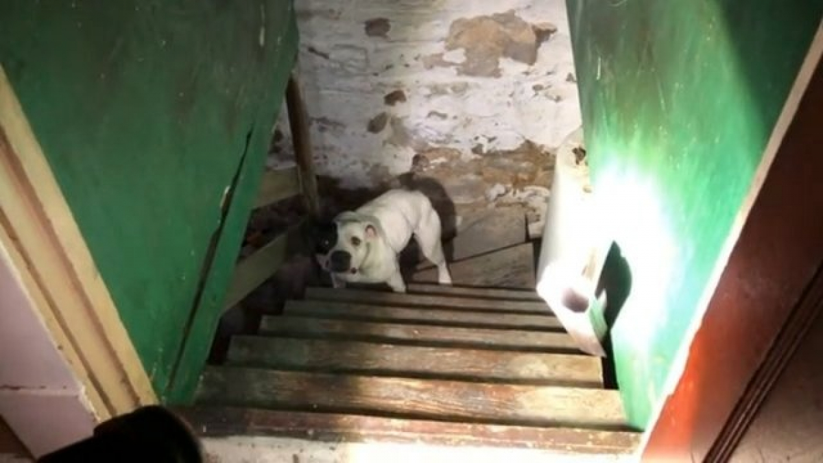 Illustration : "Nouveau propriétaire, il découvre un chien Pittbull dans sa cave"