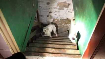 Illustration : Nouveau propriétaire, il découvre un chien Pittbull dans sa cave