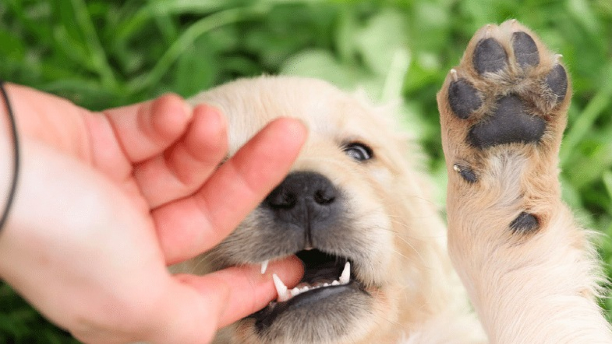 Illustration : "12 astuces à adopter avec votre chien pour l’empêcher de mordre"