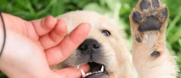 Illustration : "12 astuces à adopter avec votre chien pour l’empêcher de mordre"
