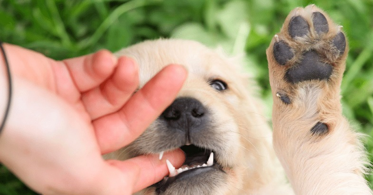 12 astuces à adopter avec votre chien pour lu0027empêcher de mordre