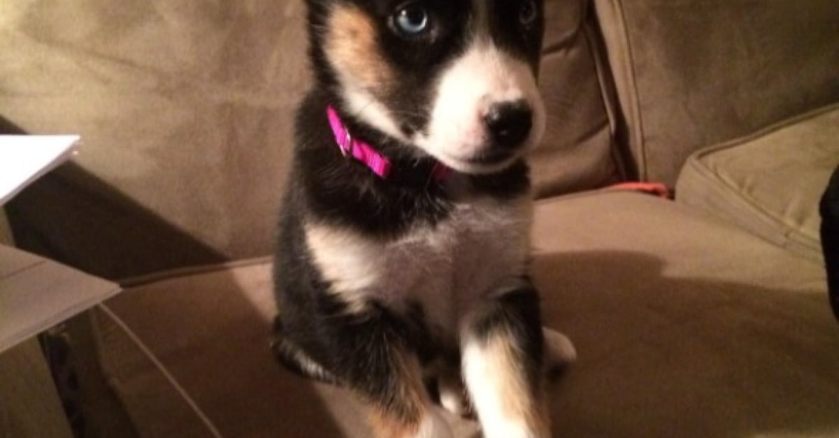 20 Photos Des Plus Beaux Croisements De Bergers Allemands