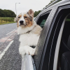 Illustration : 19 photos prouvant que les Bergers Australiens sont des chiens exceptionnels 