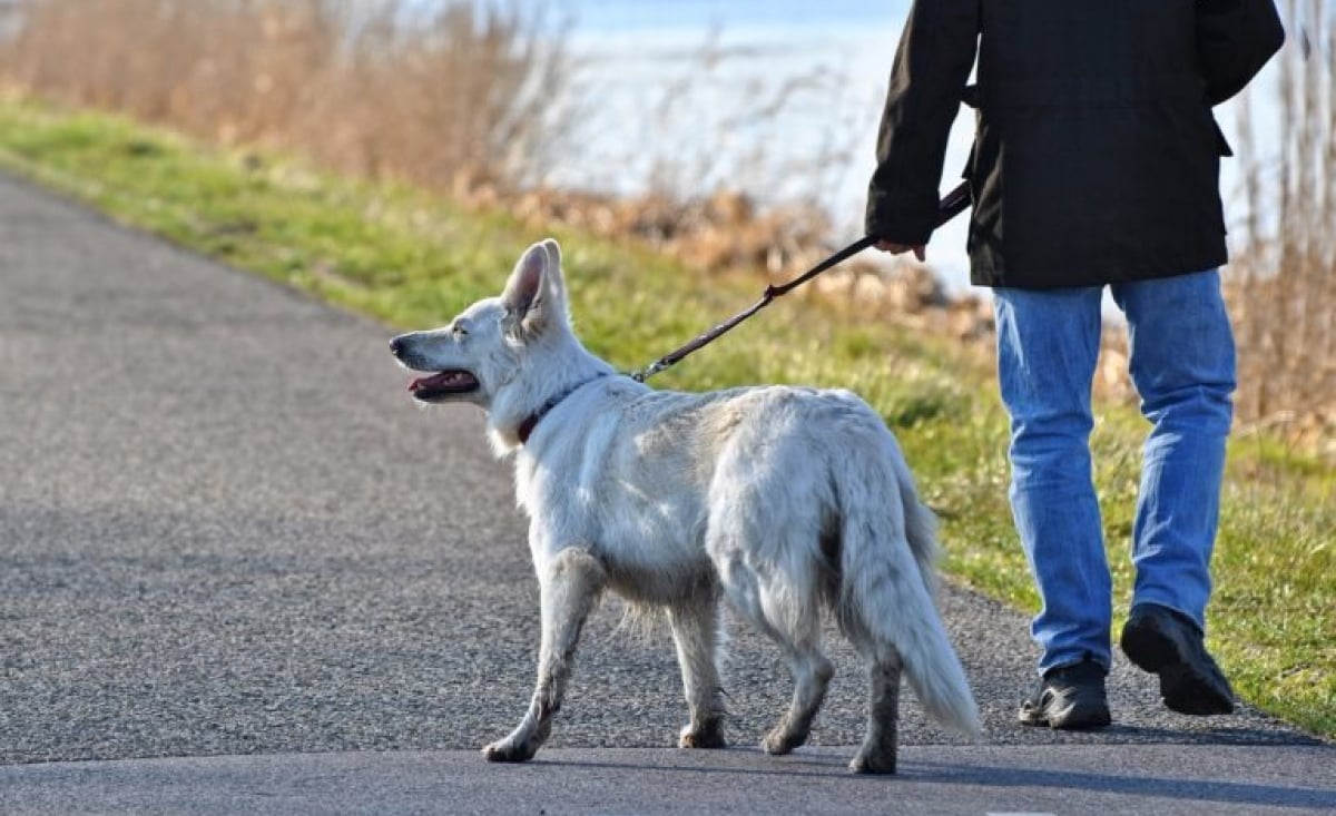 Illustration : "10 choses que vous devriez savoir avant d'adopter un chien"