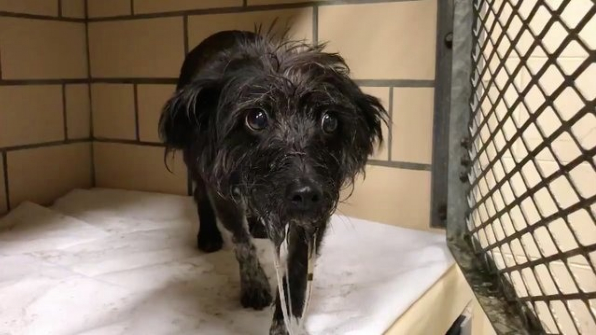 Illustration : "Abandonnée dans un refuge, cette chienne était si terrifiée qu'elle n'arrêtait pas de baver (Vidéo)"