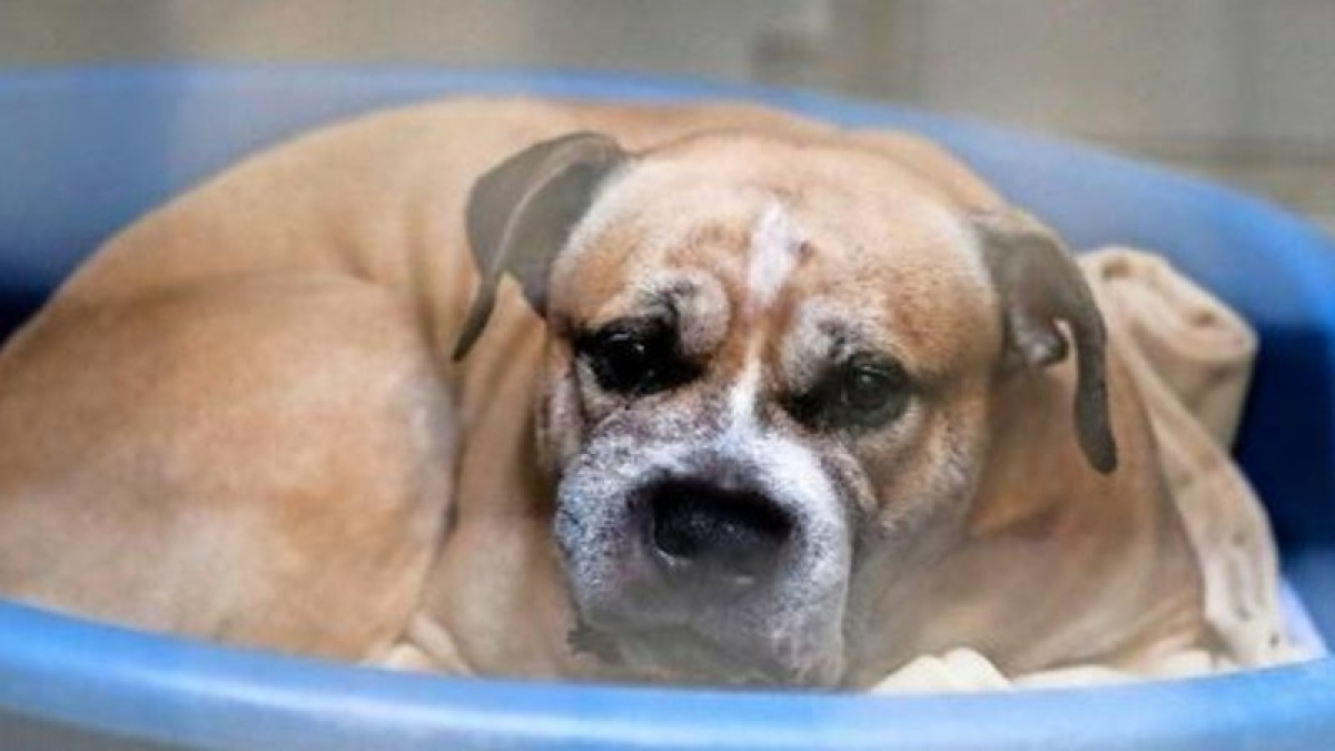 Illustration : "L'euthanasie d'un chien qui a tué ses propriétaires probablement suspendue suite à une pétition"