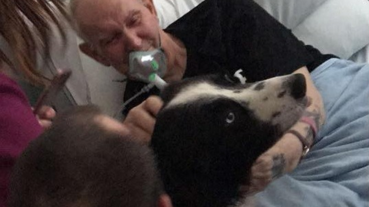 Illustration : "Un hôpital réalise le souhait d'un homme mourant en lui laissant voir son chien pour la dernière fois (Vidéo) "