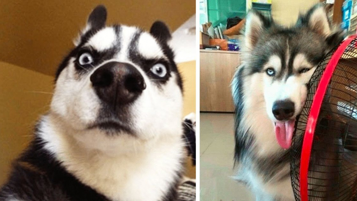 Illustration : "15 photos montrant que le Husky est le chien le plus étrange"