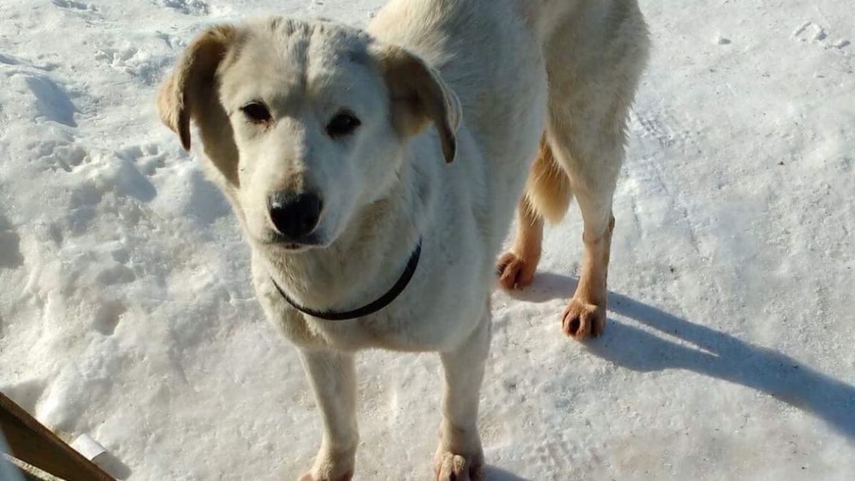 Illustration : "Un chien abattu après s'être enfui sur la piste d'un aéroport"