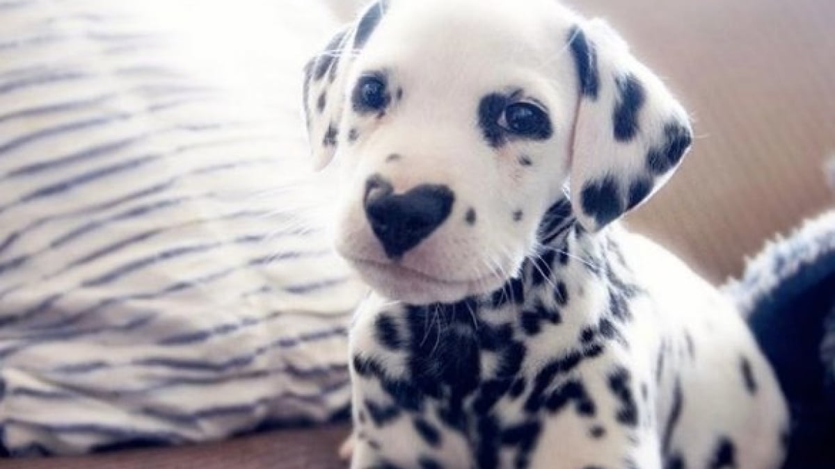 Illustration : "Un chiot dalmatien fait le buzz sur internet grâce à la particularité de sa truffe !"