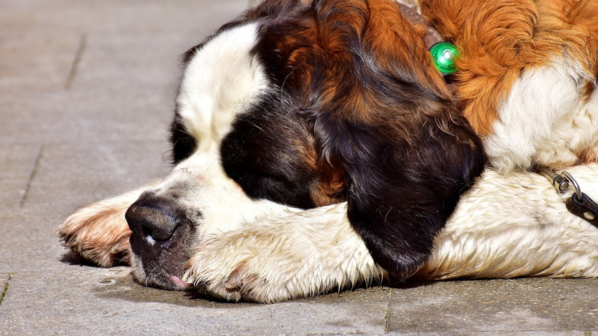 Illustration : "10 races de chiens pour lesquelles dormir est un véritable plaisir ! "