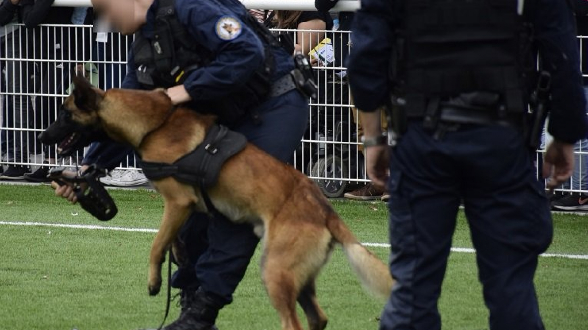 Illustration : "Un chien policier gravement blessé après une chute de 5 mètres lors d'une course poursuite"