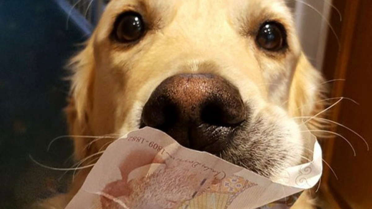 Illustration : "15 improbables cadeaux que pourraient vous offrir votre chien par amour ! "