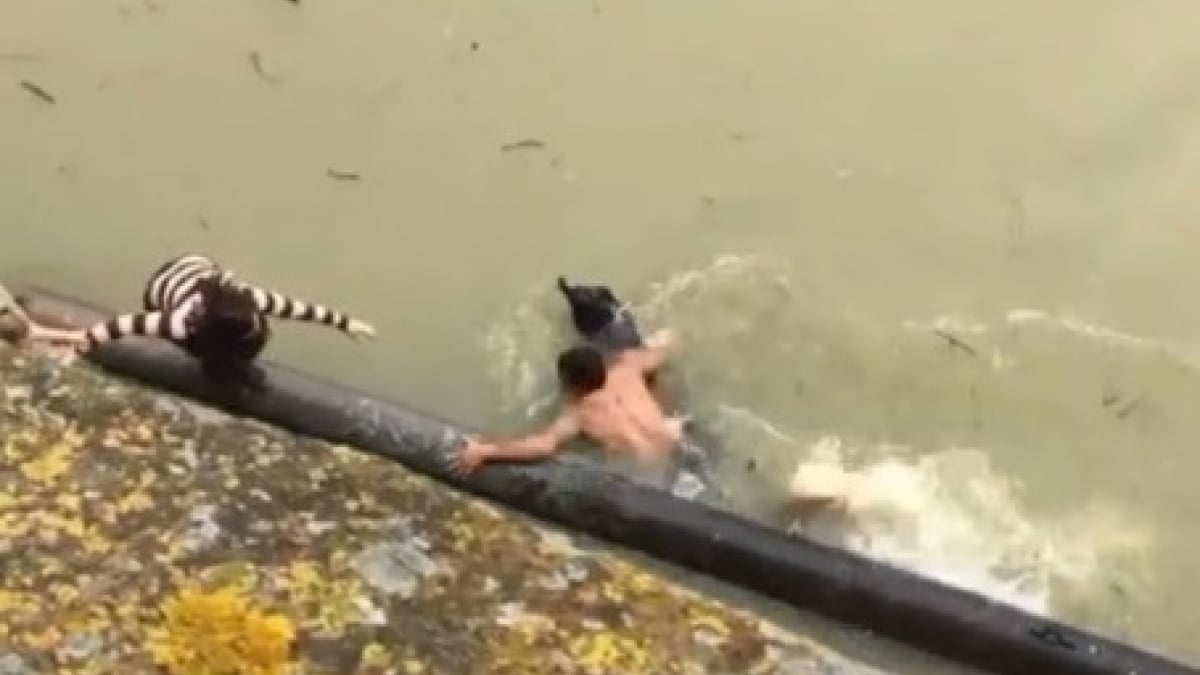 Illustration : "Un homme se jette à l'eau pour porter secours à un chien (Vidéo)"