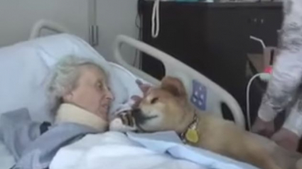 Illustration : Un chien de thérapie mourant apporte un dernier instant de bonheur aux pensionnaires d'un hospice ! (Vidéo)