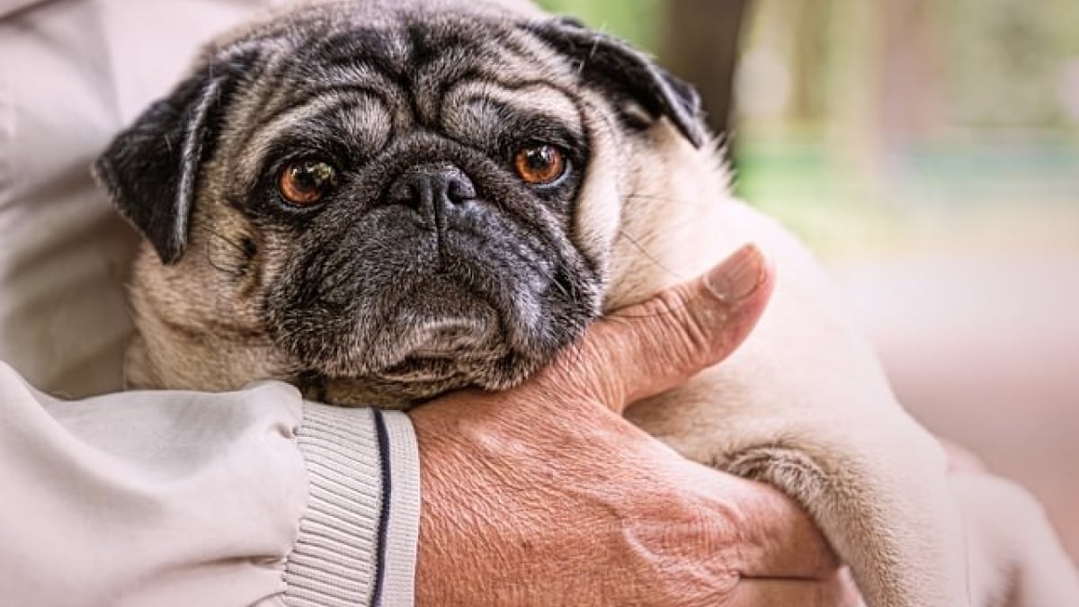 Illustration : "5 signes qui montrent que votre chien et vous avez créé des liens solides"